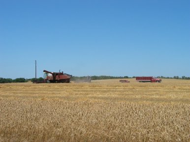 Harvest Of Wheat