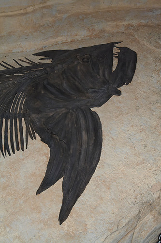 fossilized fish