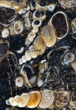 Turritella agate