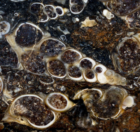 Turritella agate