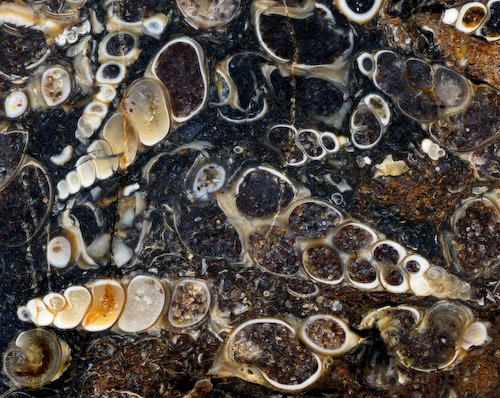 Turritella agate