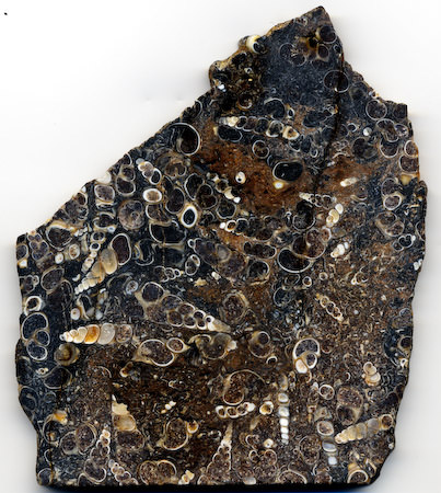 Turritella agate