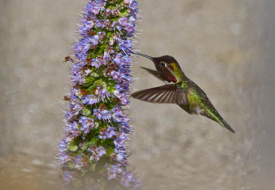 Palo Alto Baylands