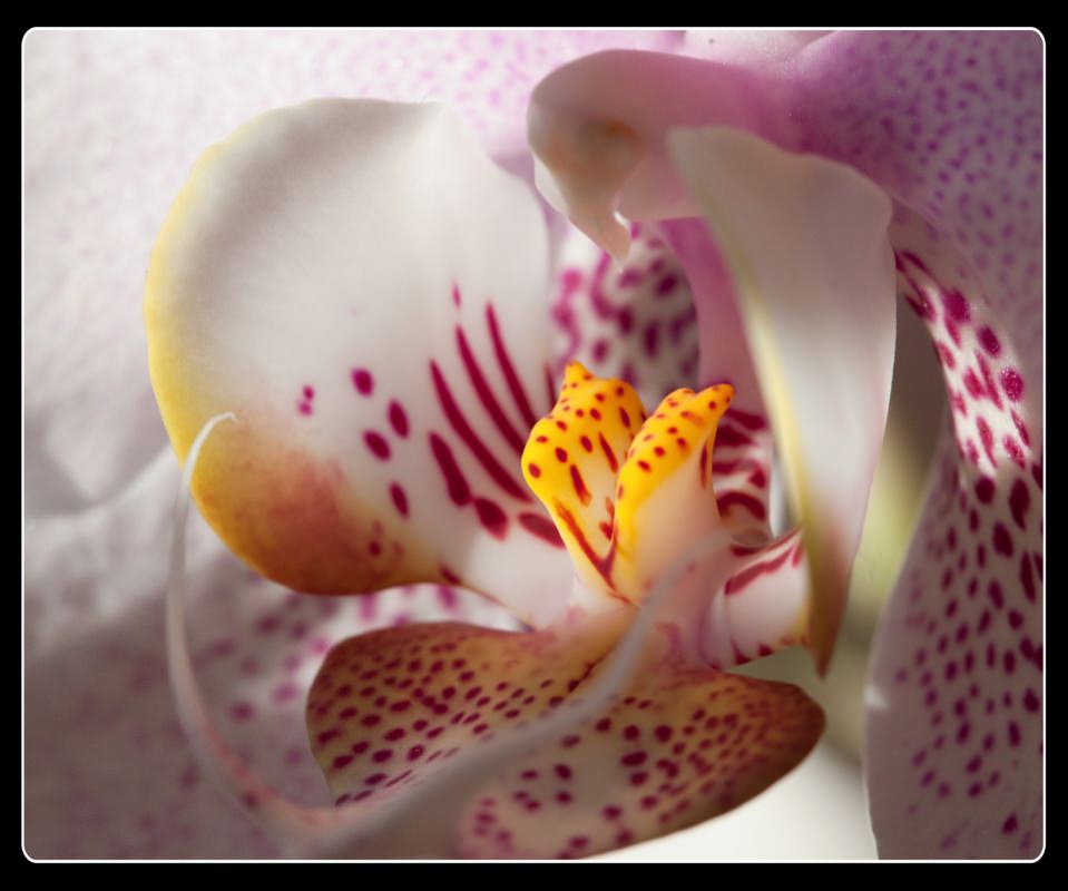 2014 Favorites: Orchid Close Up