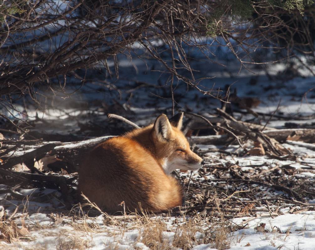 Backyard Fox