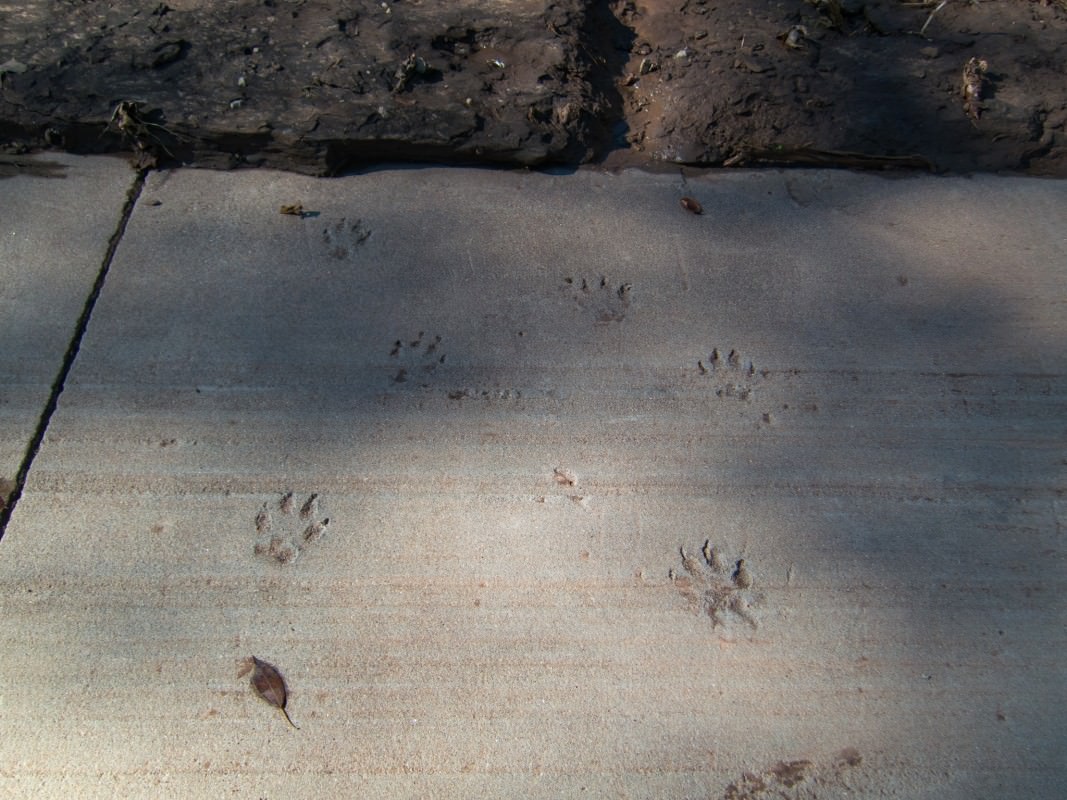 Quivira Rd Crossing, paw prints in cement
