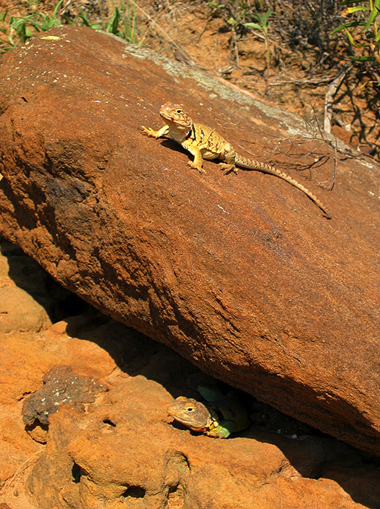 Two Lizards | Canon Powershot S45/21.3mm (~106mm 35mm equiv) | 1/640s | f4.9 | ISO100? | handheld