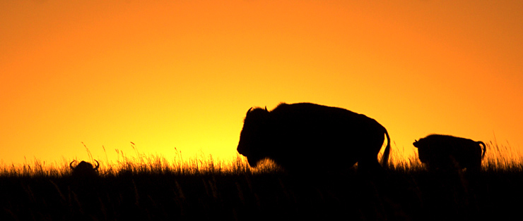 Buffalo Roam|| Canon350d/EF70-200/F4L@200 | 1/800s | f18 | ISO400 |tripod