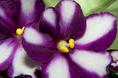 african_violet_closeup.html