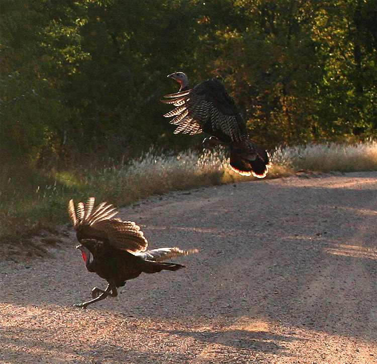 Air Turkeys  || Canon350d/EF70-200/F4L@70 | 1/640s | f5.6 | ISO400 |handheld