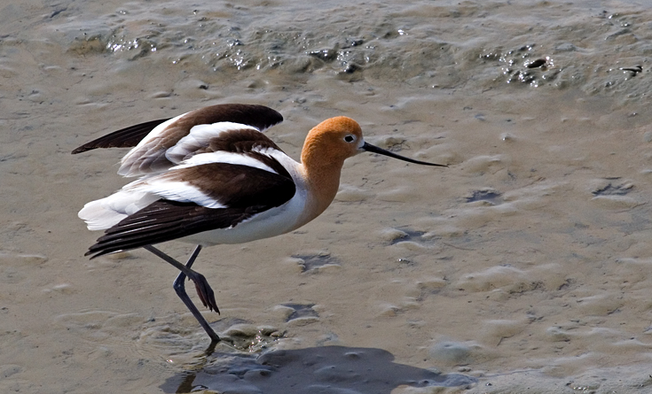 American Avocet || Canon350d/EF70-200/F4L@180 | 1/1000s | f10 | ISO400 | handheld