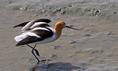 american_avocet.html