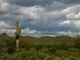 arizona_cactus_storm.html