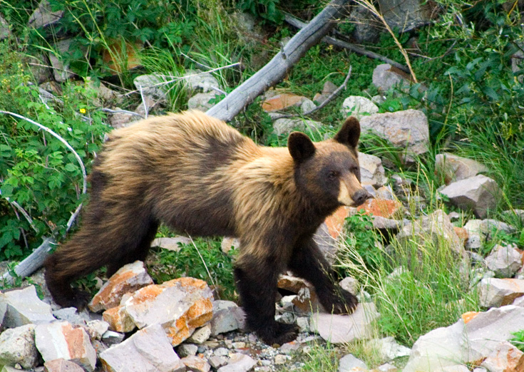 Yellowstone Bear || Canon350d/EF100-300/F-5.6@300 | 1/100s | f5.6 | ISO1600 | tripod