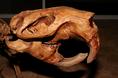 beaver_skull_fossil.html