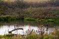 kanopolis_beaver_pond.html