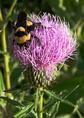 bee_and_thistle.html