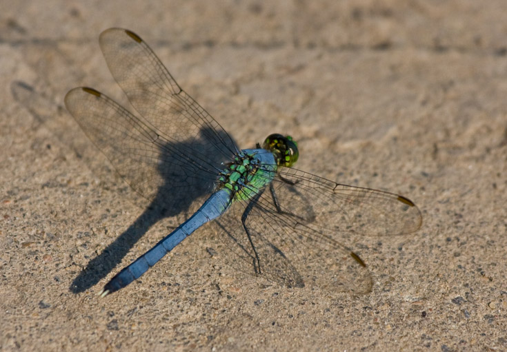 Remember Summer? || Canon40d/EF100-400F4-5.6L@400 | 1/1600s   | f6.3 |  ISO400 | tripod