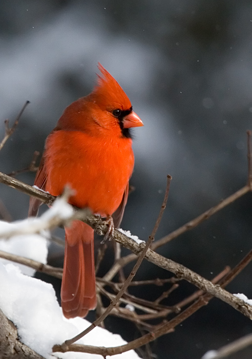 Bright Cardinal || Canon350d/EF100-400F4-5.6L@320 | 1/1000s | f6.3 |  IS800 | handheld