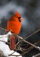 bright_cardinal.html