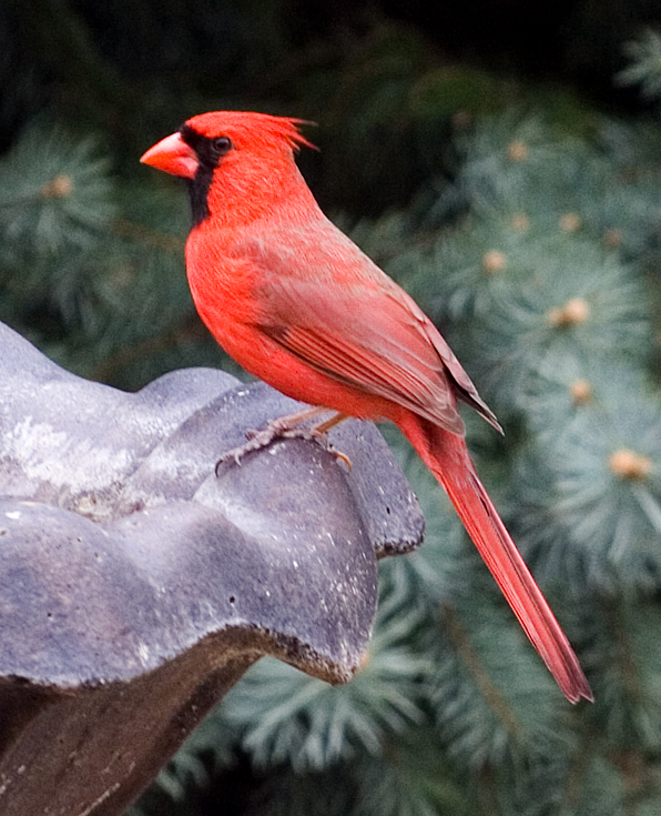 Backyard Cardinal || Canon350d/EF70-200/F4L@200 | 1/250s | f6.3 | ISO400 | handheld