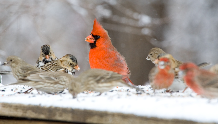 Cardinal Sharing || Canon350d/EF100-400F4-5.6L@400 | 1/640s   | f8 |  ISO400 | handheld