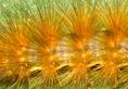 caterpillar_closeup.html