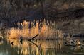 cattails_at_sunset.html