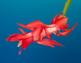 christmas_cactus_flower.html