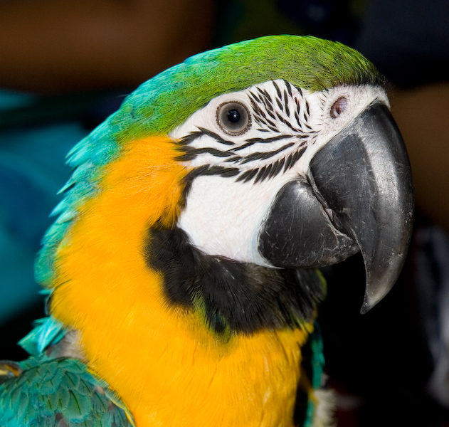 Blue and Gold Macaw  || Canon350d/EF17-55/F2.8EFS@55 | 1/200s | f7.1 |  IS200 | handheld