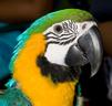 blue_and_gold_macaw.html