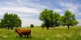 cow_field_trees_and_sky.html