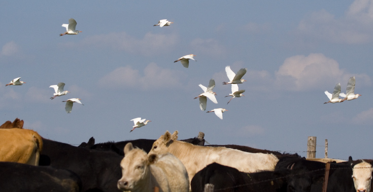 Cowbirds in Flight || Canon350d/EF100-400F4-5.6L@105 | 1/2500s   | f7.1 |  ISO400 | handheld