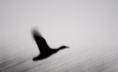 duck_in_flight.html