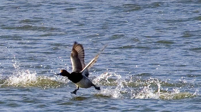 Duck Walk || Canon350d/EF70-200/F4L@200 | 1/800s | f10.0 | ISO400 | handheld