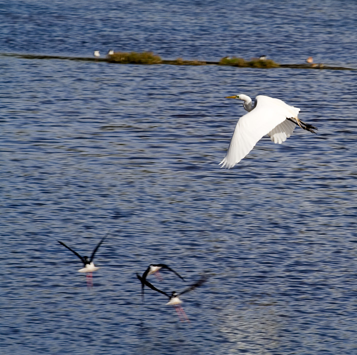 Egret in Flight || Canon350d/EF70-200/F4L@188 | 1/250s | f10 | ISO100 | tripod