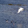 egret_in_flight.html