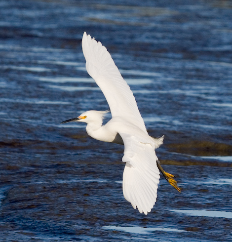 Egret in Flight || Canon350d/EF100-400F4-5.6L@210 | 1/2000s   | f7.1 |  ISO400 | handheld