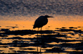 egret_at_sunset.html