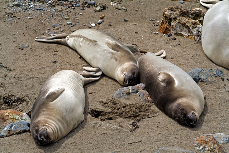 Elephant Seals || Canon350d/EF70-200/F4L@135 | 1/800s | f11 | ISO400 | handheld