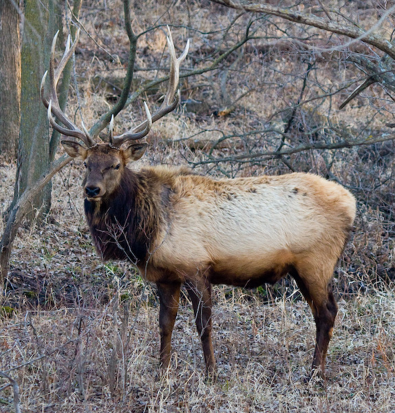 Bull Elk in Winter || Canon40d/EF100-400F4-5.6L@190 | 1/160s   | f5 |  ISO800 | handheld