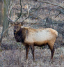 bull_elk_in_winter.html