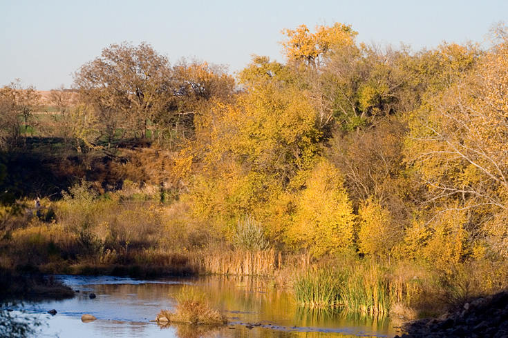 Fall Gold || Canon350d/EF70-200/F4L@113 | 1/2000s | f4 | ISO800 | handheld