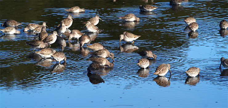 Feeding Shorebirds|| Canon350d/EF70-200/F4L@200 | 1/640s | f11 | ISO400 |handheld