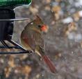 another_feeding_cardinal.html