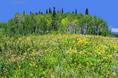 flowers_and_aspens.html