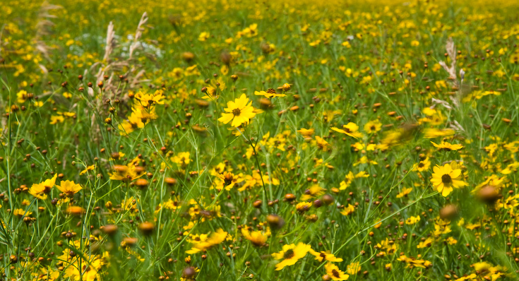 Kansas Flowers and Wind  || Canon350d/EF17-55/F2.8EFS@55 | 1/15s | f18 |  IS100 | handheld