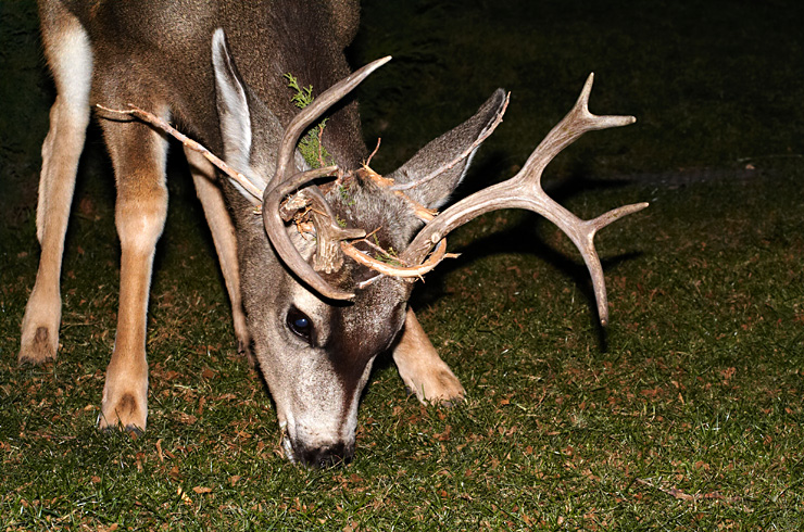 Deer with Antlers|| Canon350d/EF70-200/F4L@104| 1/200s | f16 | ISO800 |handheld