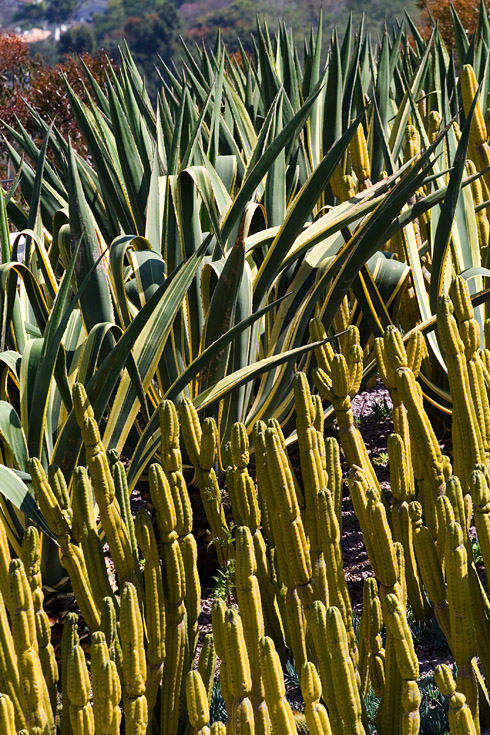 Colorful Cactus || Canon350d/EF70-200/F4L@159 | 1/800s | f6.3 ISO200 | handheld