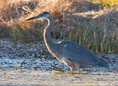 great_blue_heron.html